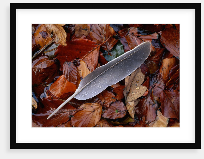 Wood Pigeon Feather Amongst Fallen Leaves by Anonymous