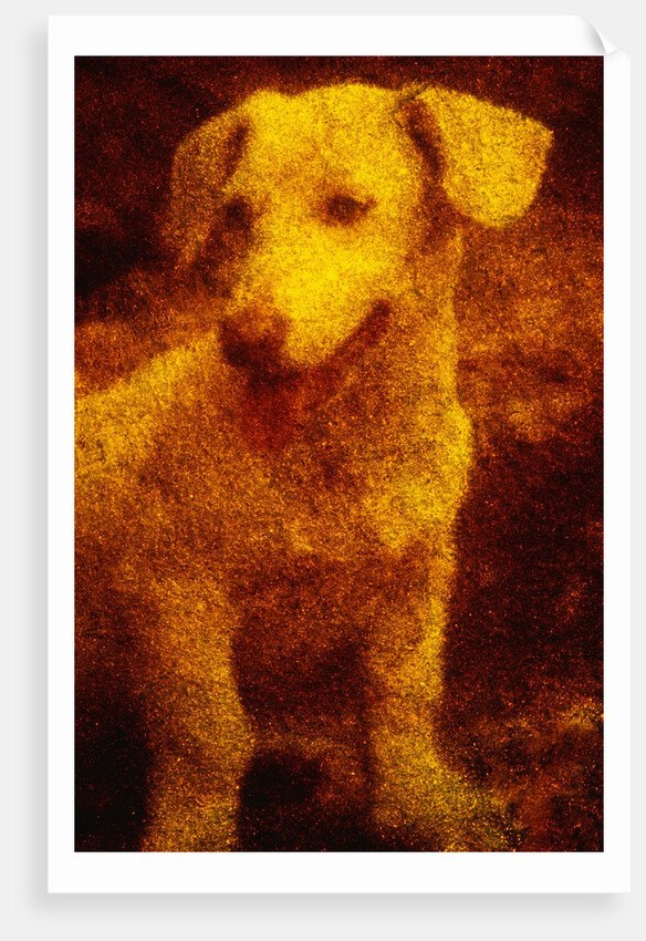 Dog by Andre Burian