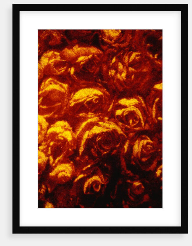 Roses by Andre Burian