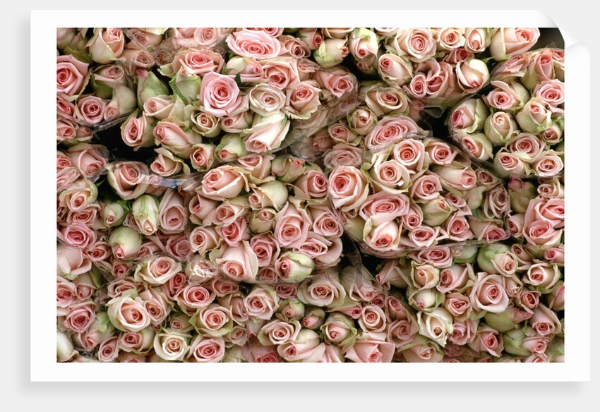 Pink and Cream Rose Bud Bunches by Anonymous