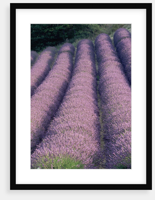 Rows of Lavender in Bloom by Anonymous