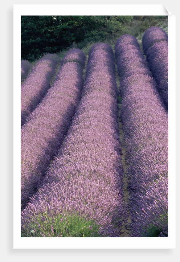 Rows of Lavender in Bloom by Anonymous