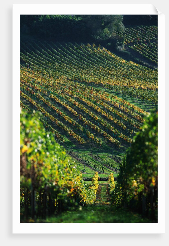 Vineyard in Entre-Deux-Mers Area by Anonymous