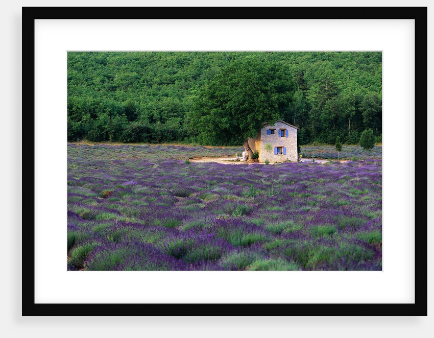 Cottage in Field of Lavender by Anonymous