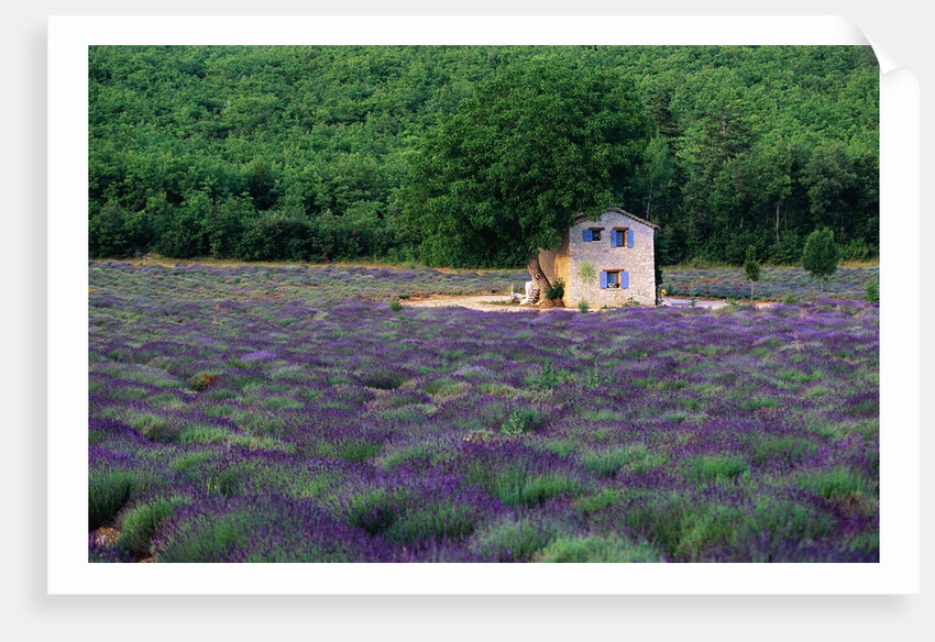 Cottage in Field of Lavender by Anonymous