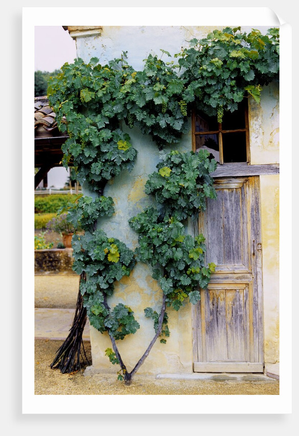 Grapevines Growing on House by Anonymous