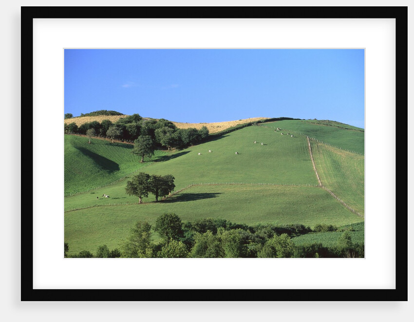 Cattle Grazing on Hillside by Anonymous