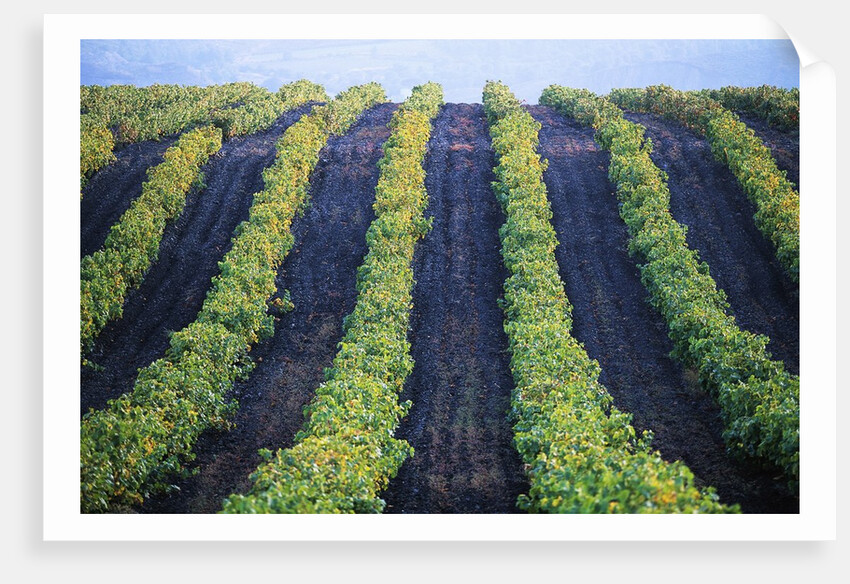 Vineyard of Domaine du Mas Cremat by Anonymous