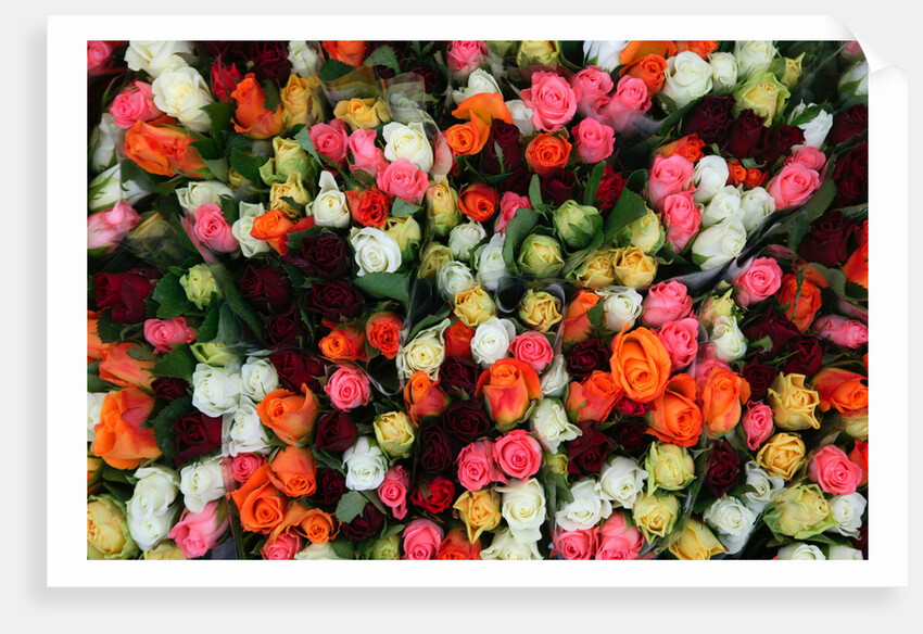 Roses at Albert Kuyp Market by Anonymous