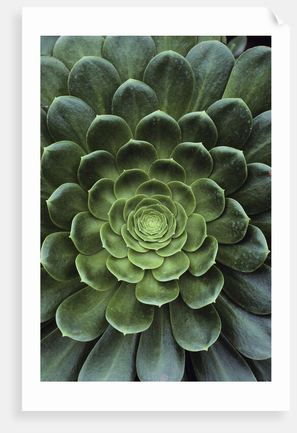Center of Cactus by Anonymous