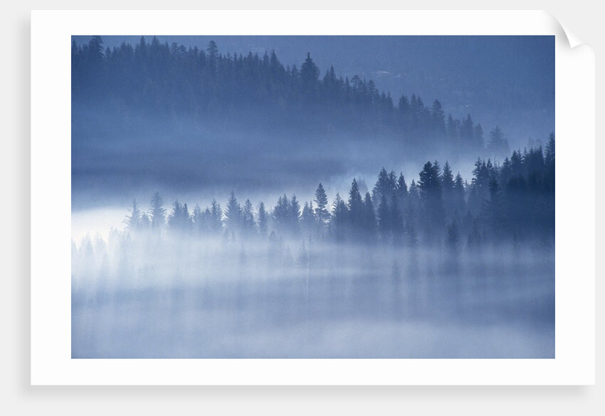 Mist Hiding Trees Above the Little Spokane River Valley by Anonymous