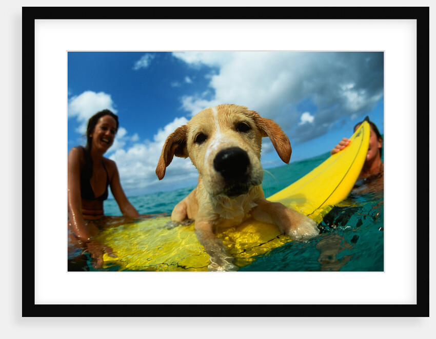 Puppy Riding on Surfboard by Anonymous