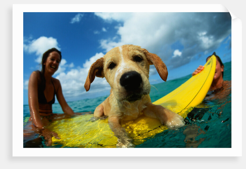 Puppy Riding on Surfboard by Anonymous