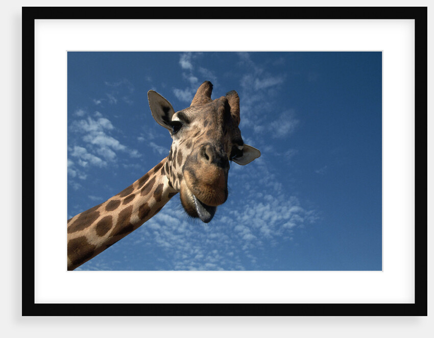 Giraffe by Anonymous
