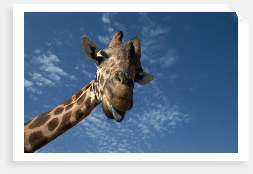 Giraffe by Anonymous
