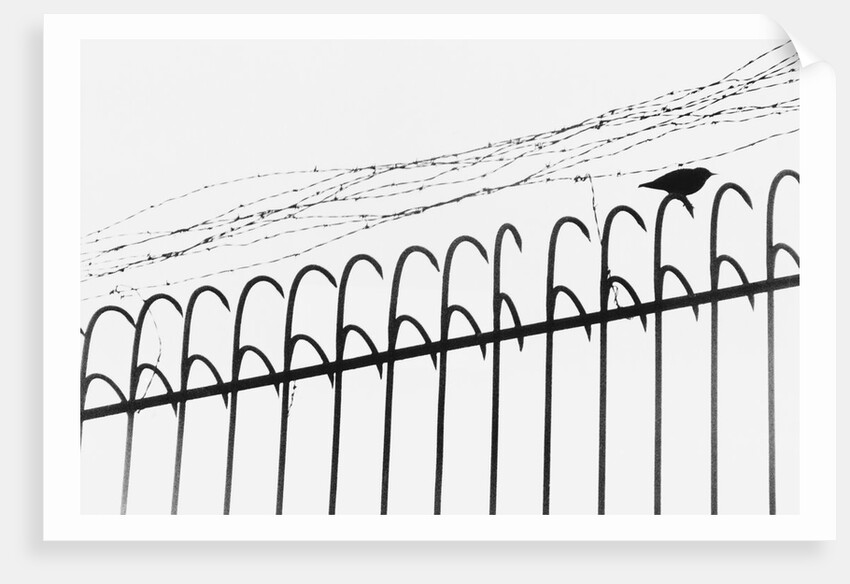 Bird on a Fence by Anonymous