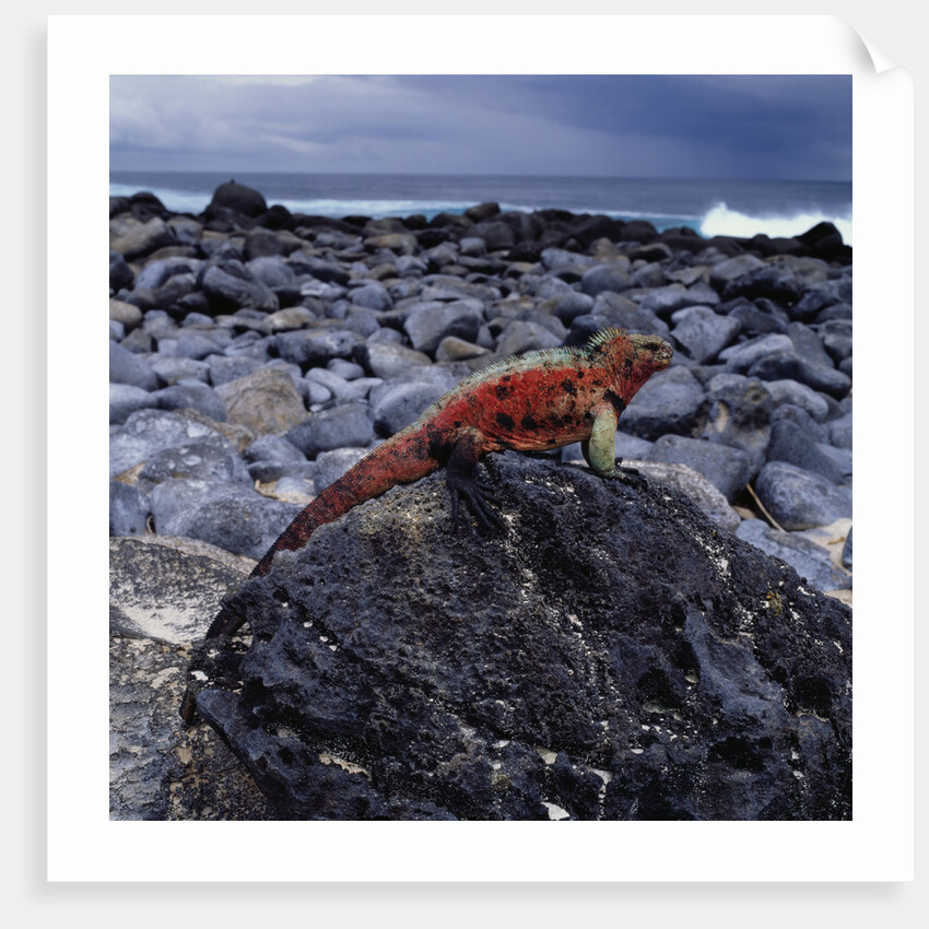 Marine Iguana on Coastal Rocks by Anonymous
