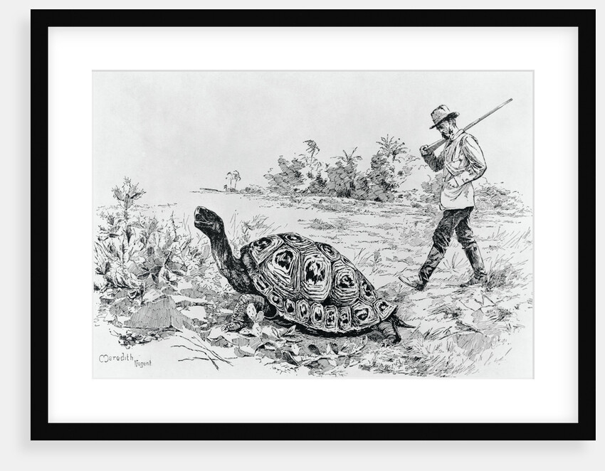 Darwin Testing the Speed of an Elephant Tortoise (Galapagos Islands) by Meredith Nugent