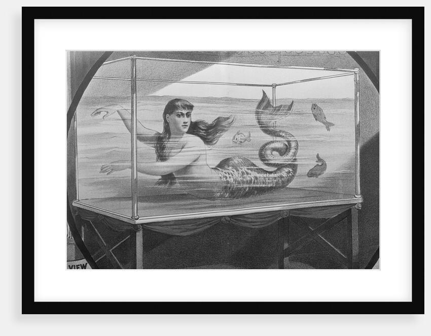 Mermaid Swimming in Tank by Anonymous