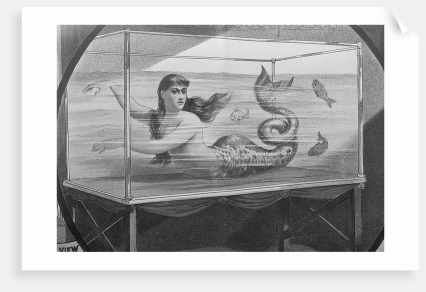Mermaid Swimming in Tank by Anonymous
