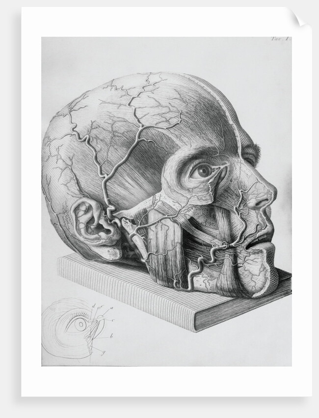 Illustration of Dissected Head by Anonymous