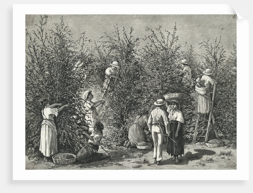 Workers Picking Ripe Berries from Trees by Anonymous