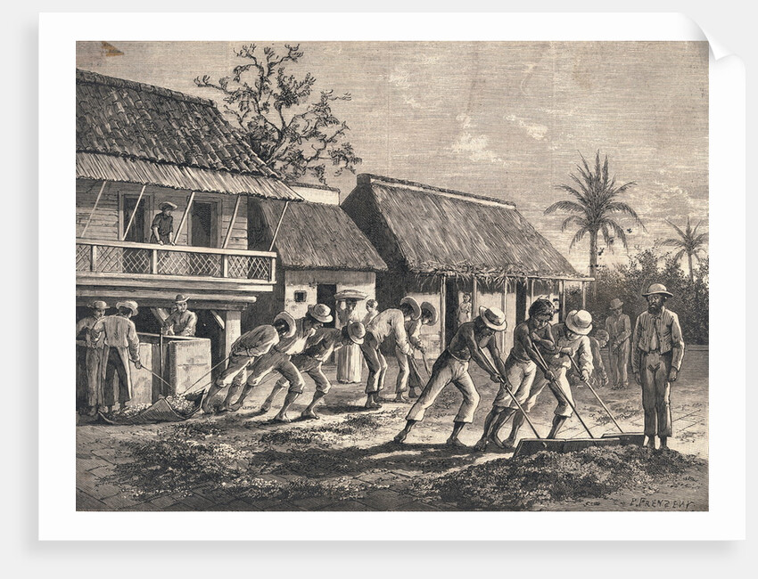 Farmers Spreading Coffee Beans by Anonymous
