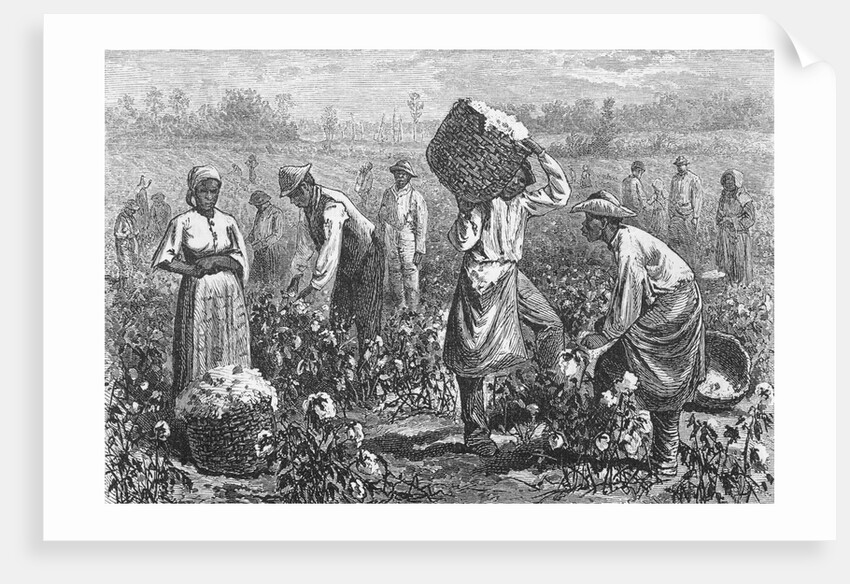 Workers Picking Cotton by Anonymous