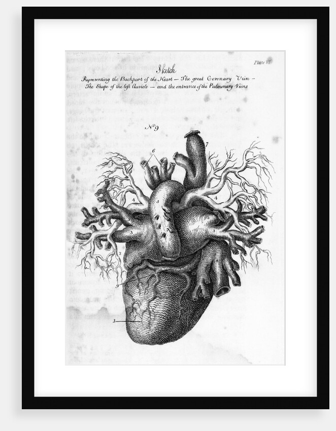 Illustration of Human Heart by Charles Bell