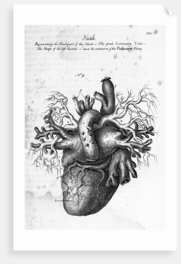 Illustration of Human Heart by Charles Bell