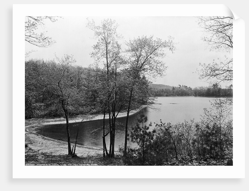 Walden Pond from Henry David Thoreau's Hut by Anonymous