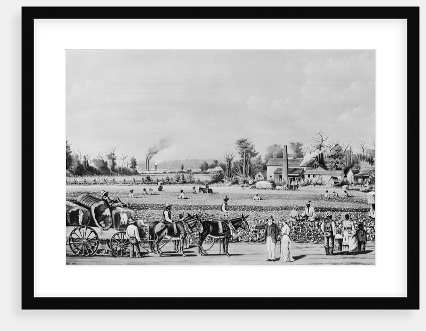 Cotton Plantation Scene by Anonymous