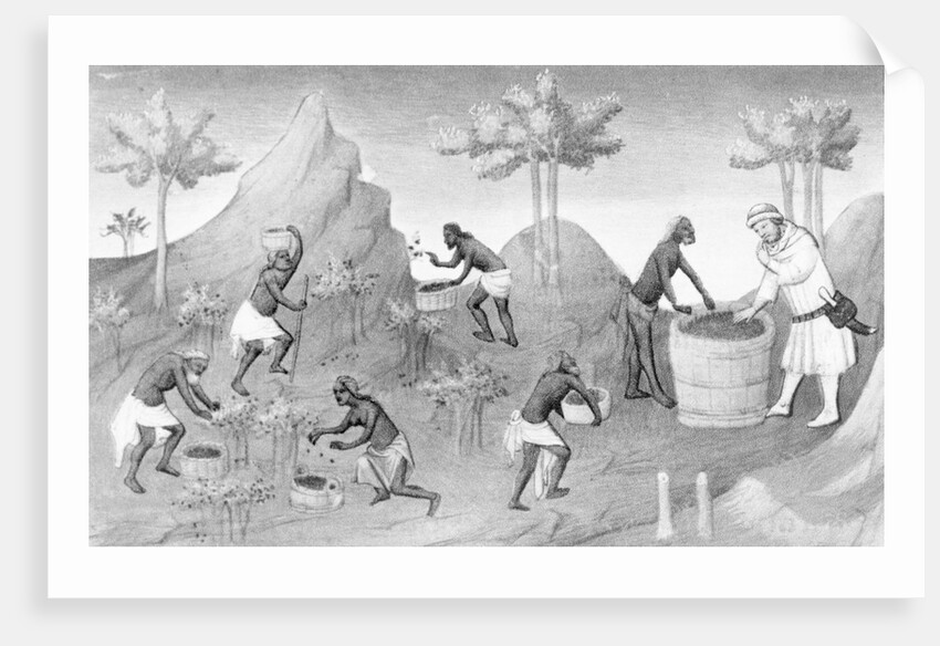 Illustration of People Harvesting Peppers by Corbis