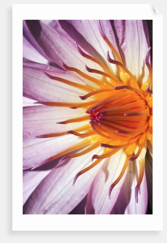 Water Lily Flower by Anonymous