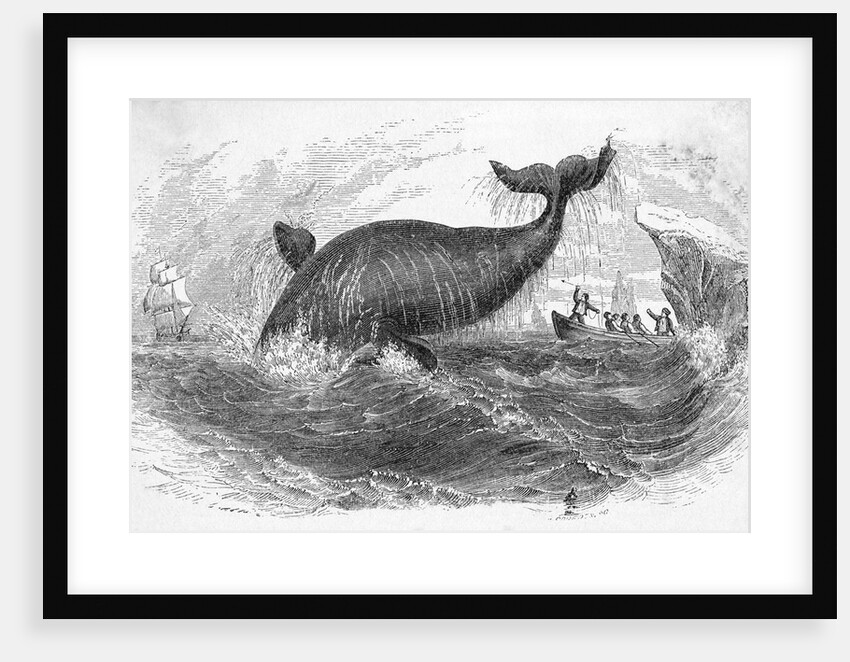 Whale Breeching by Anonymous