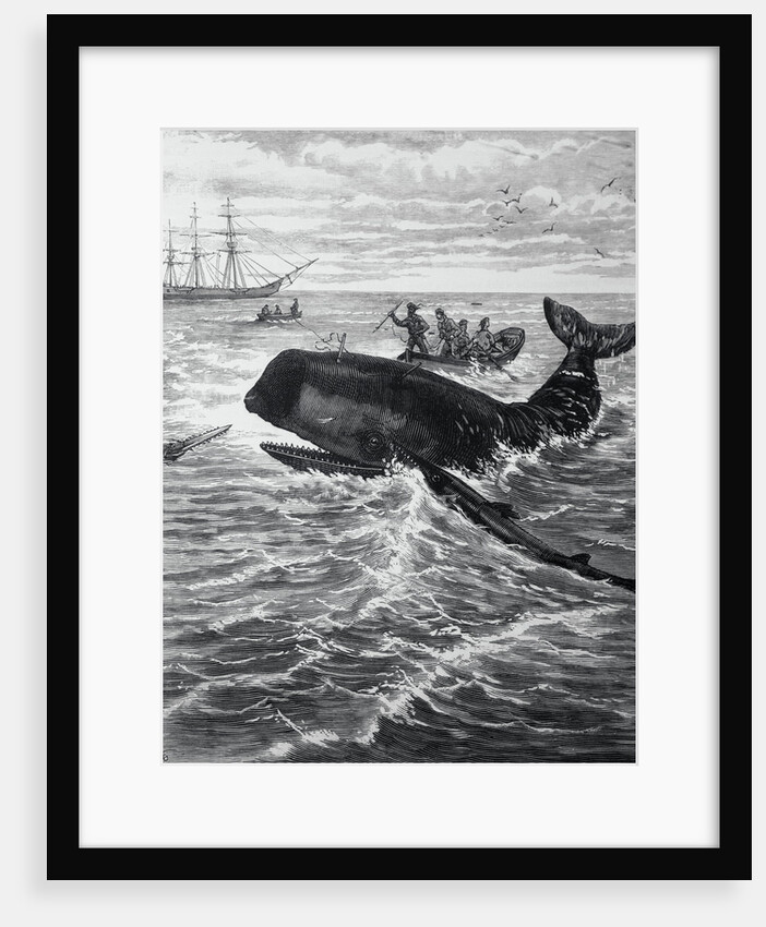 Fishermen Harpooning Sperm Whale by Anonymous