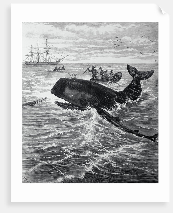 Fishermen Harpooning Sperm Whale by Anonymous