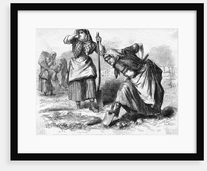 Irish Women Digging Up Potatoes by Anonymous