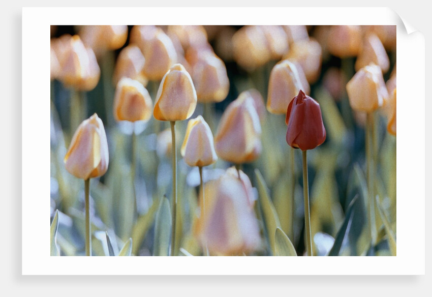 Tulips by Anonymous