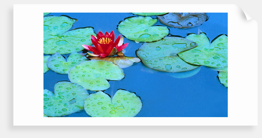 Lily Pads and Flower Blossom by Anonymous