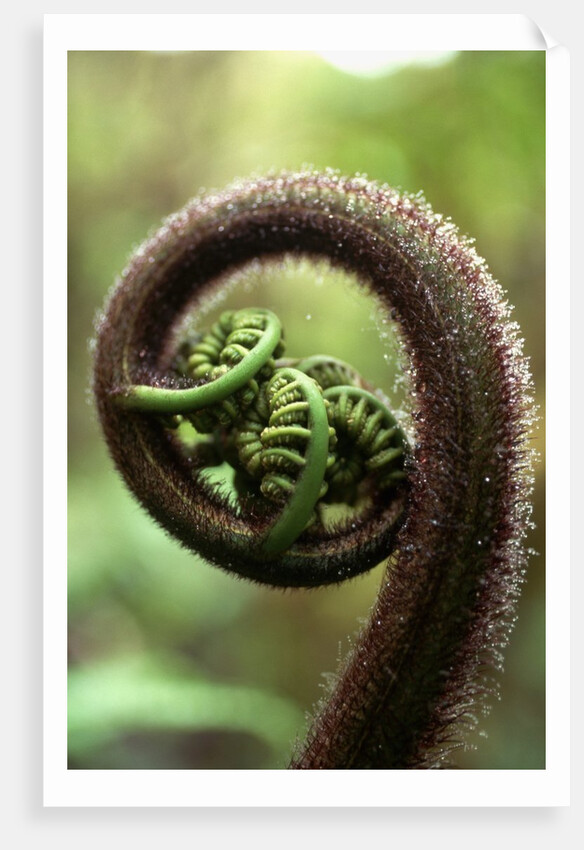 Detail of Sprouting Fern Fiddlehead by Anonymous