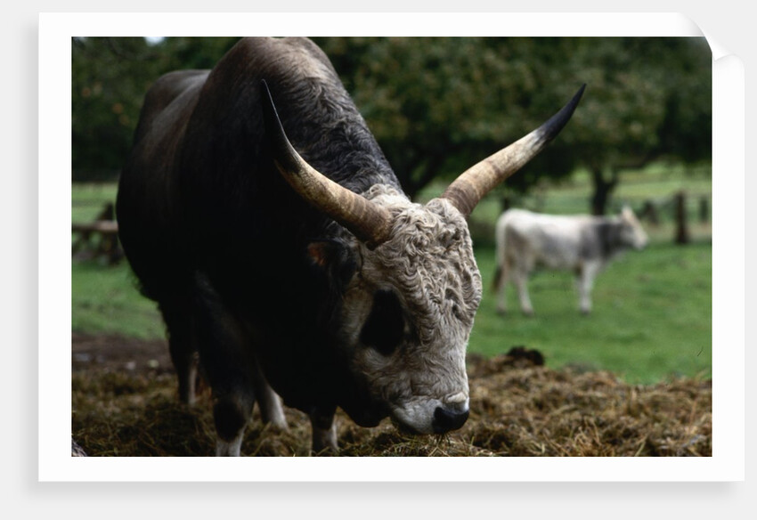 Grey Steppe Bull by Anonymous