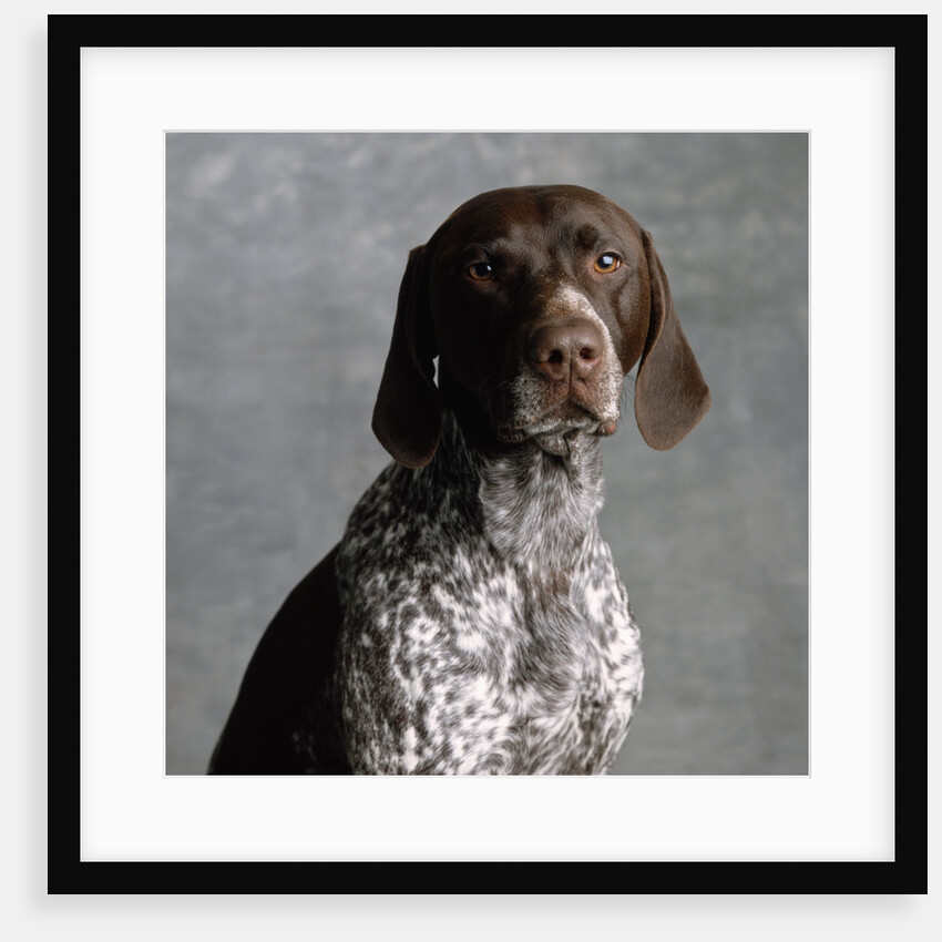 German Pointer by Anonymous