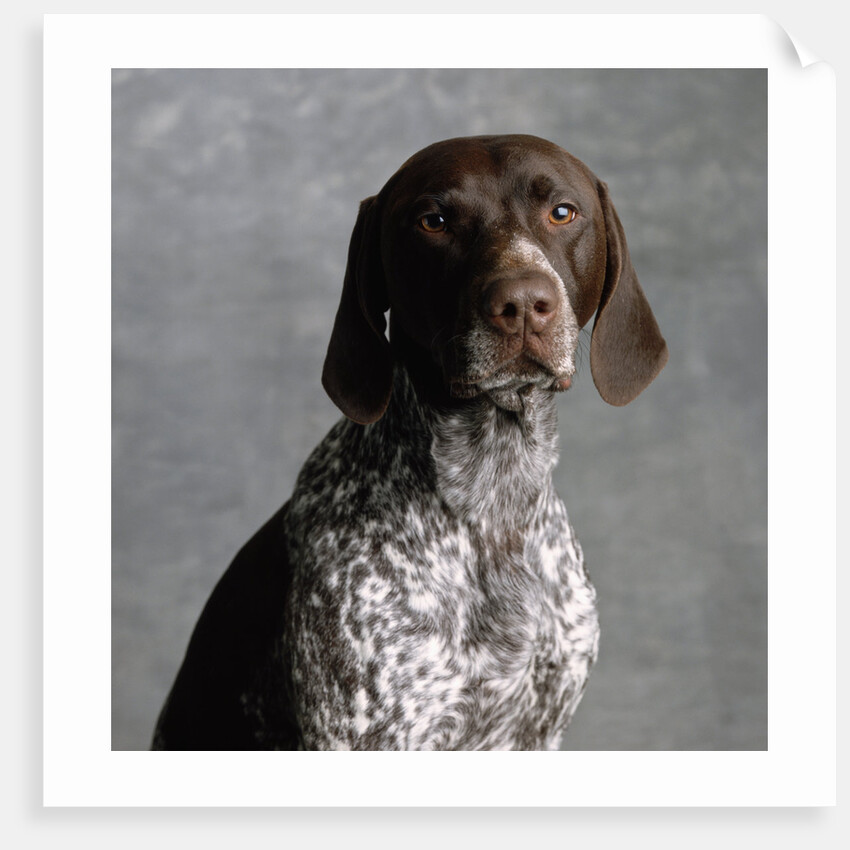 German Pointer by Anonymous