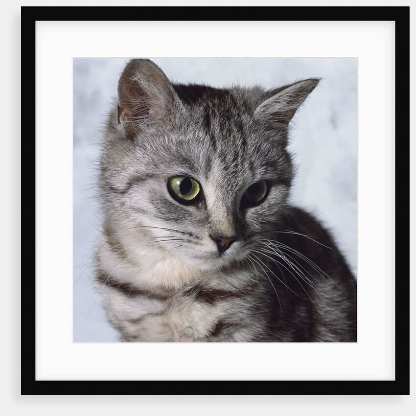 Grey Tabby Kitten by Anonymous