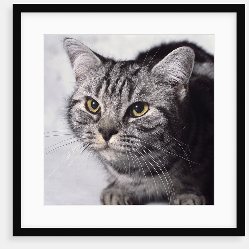 Grey Tabby Cat by Anonymous