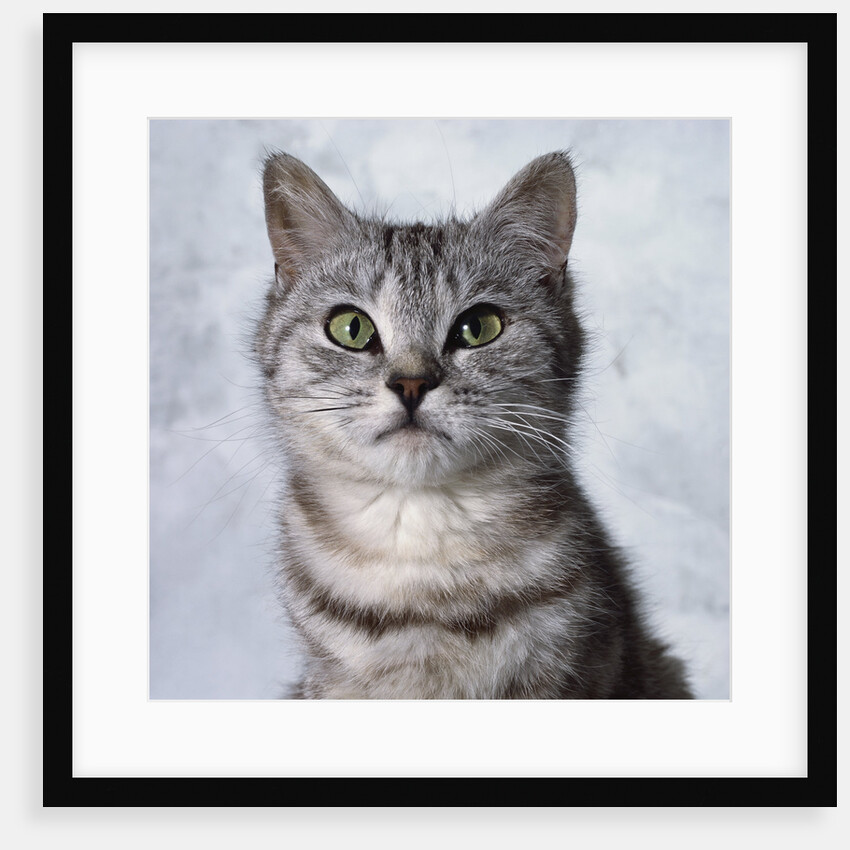 Alert Grey Tabby Cat by Anonymous