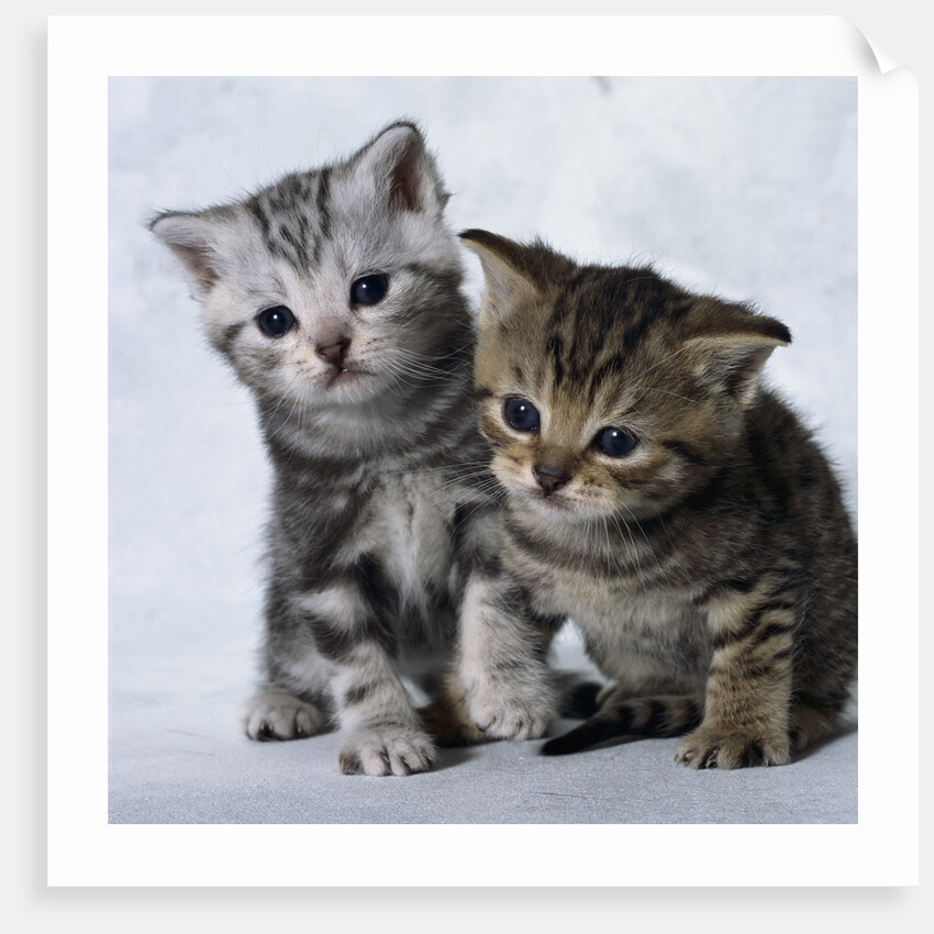 Two Tabby Kittens by Anonymous