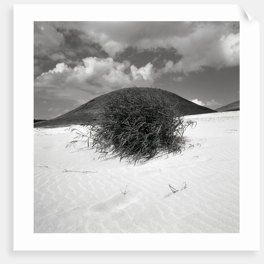 Hills Behind Cluster of Beach Grass by Anonymous