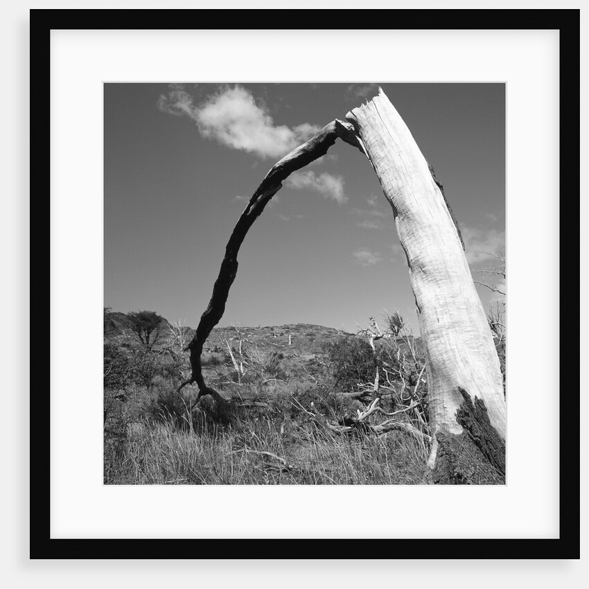 Fallen Branch of a Dead Tree by Anonymous
